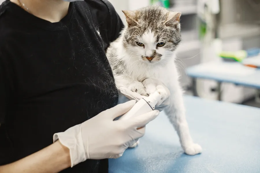 Gato en consulta