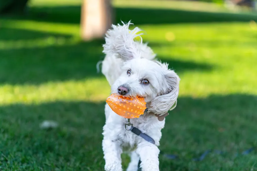 Perro jugando