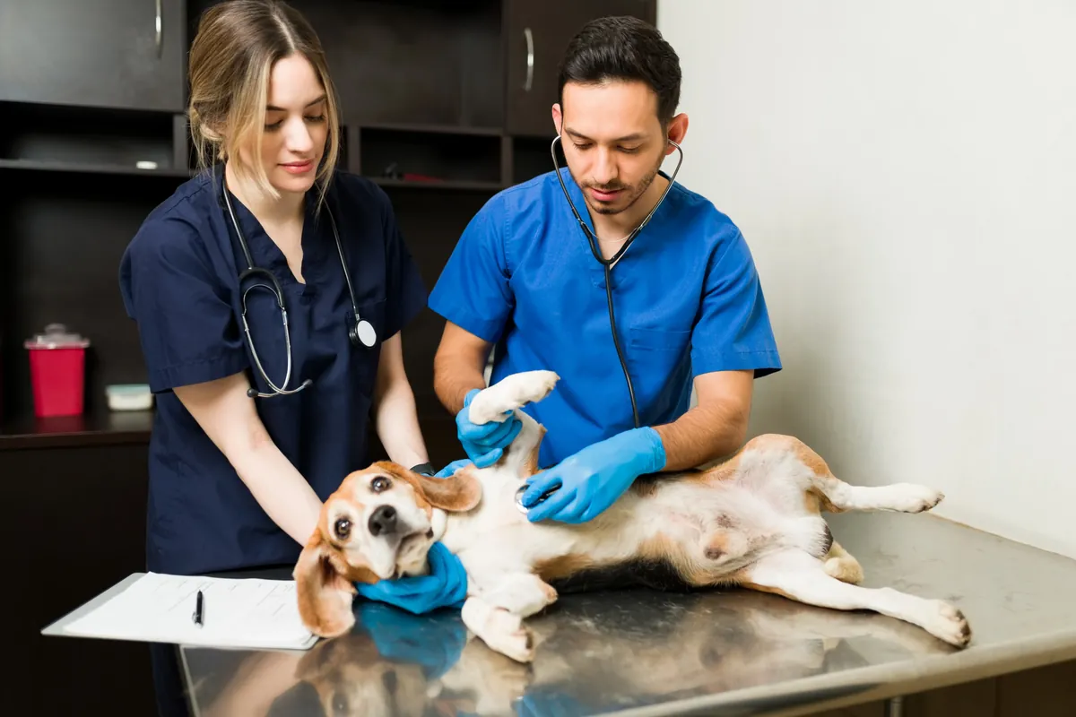 Consulta veterinaria