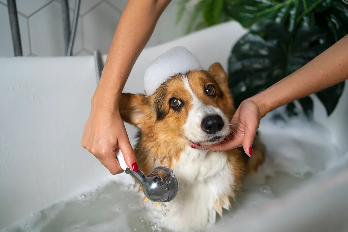 Peluquería canina